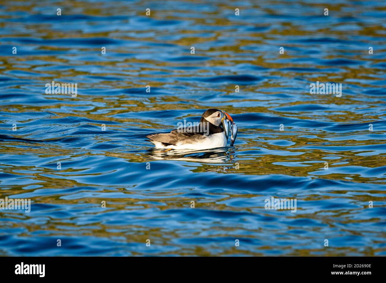 Puffins de l'île Skomer en mer et en interaction avec leurs copains sur l'île Skomer, Pembrokeshire, la plus grande colonie de macareux du sud du Royaume-Uni. Banque D'Images