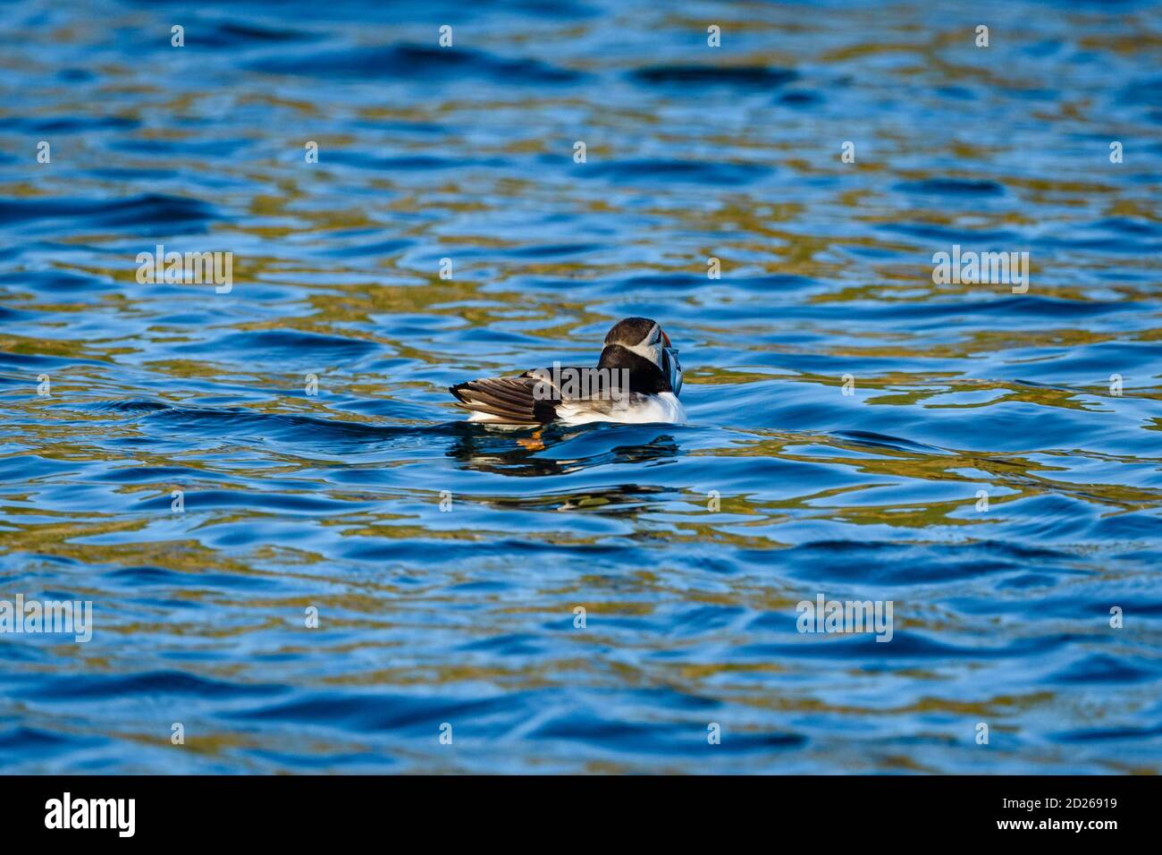 Puffins de l'île Skomer en mer et en interaction avec leurs copains sur l'île Skomer, Pembrokeshire, la plus grande colonie de macareux du sud du Royaume-Uni. Banque D'Images