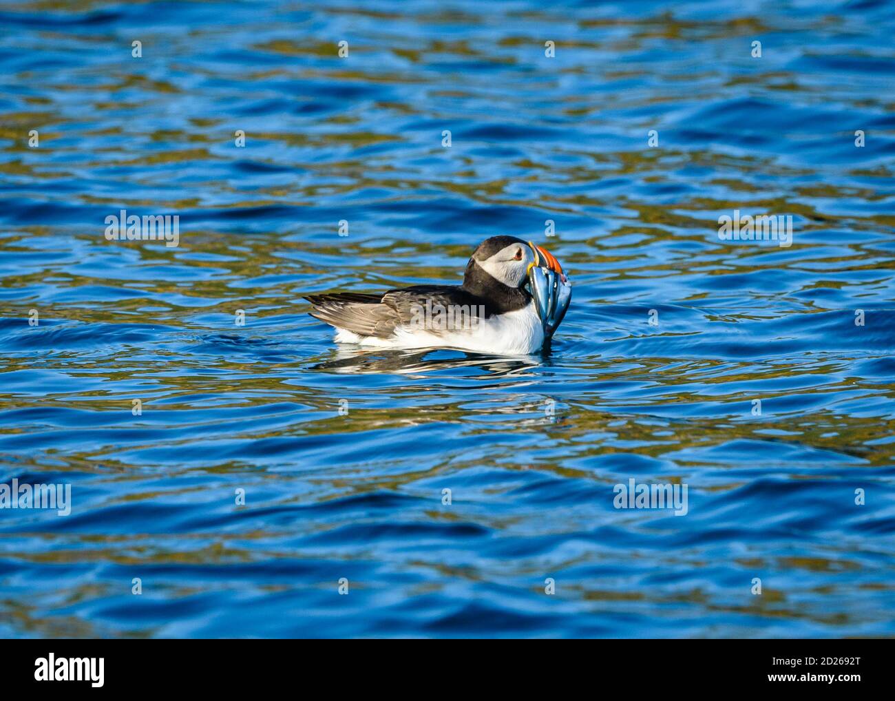 Puffins de l'île Skomer en mer et en interaction avec leurs copains sur l'île Skomer, Pembrokeshire, la plus grande colonie de macareux du sud du Royaume-Uni. Banque D'Images