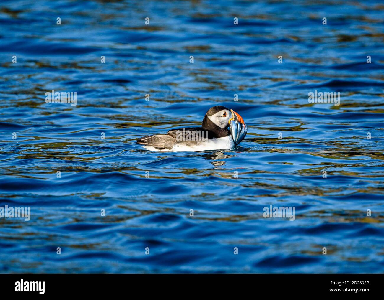 Puffins de l'île Skomer en mer et en interaction avec leurs copains sur l'île Skomer, Pembrokeshire, la plus grande colonie de macareux du sud du Royaume-Uni. Banque D'Images