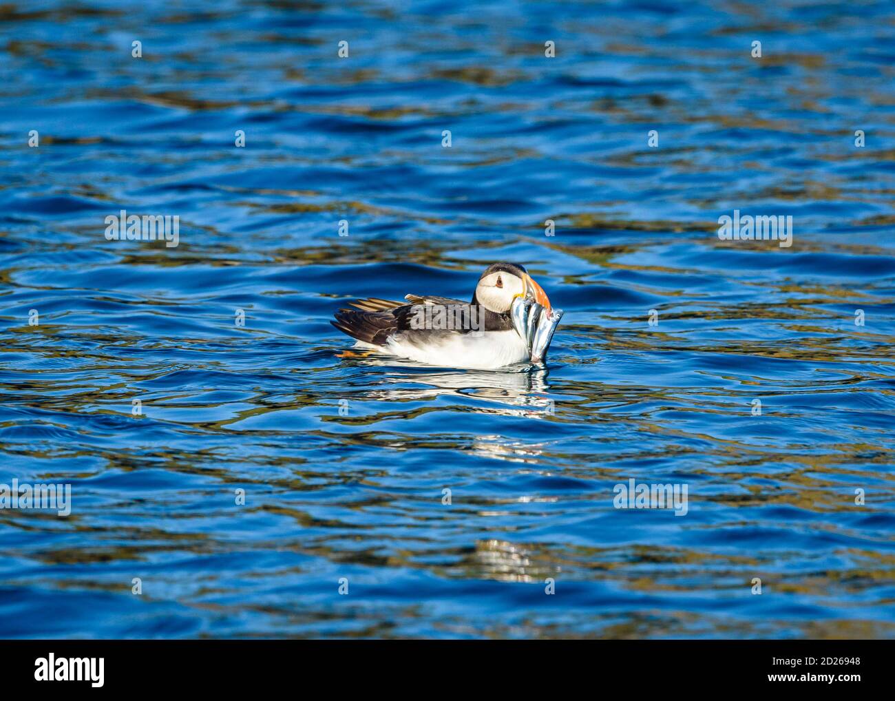 Puffins de l'île Skomer en mer et en interaction avec leurs copains sur l'île Skomer, Pembrokeshire, la plus grande colonie de macareux du sud du Royaume-Uni. Banque D'Images