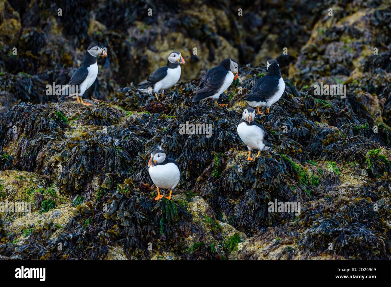 Puffins de l'île Skomer en mer et en interaction avec leurs copains sur l'île Skomer, Pembrokeshire, la plus grande colonie de macareux du sud du Royaume-Uni. Banque D'Images