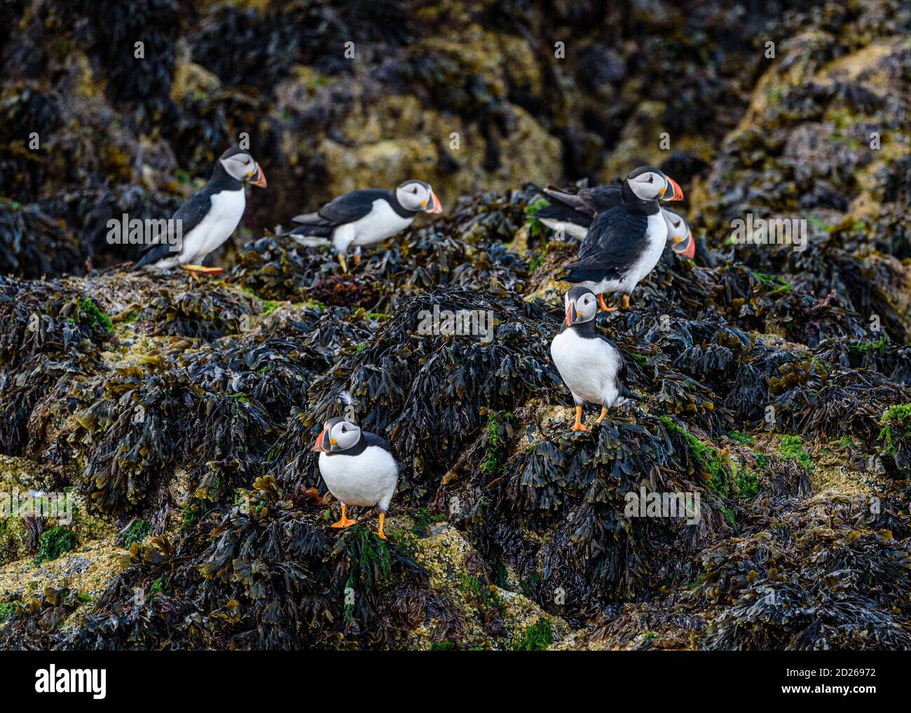 Puffins de l'île Skomer en mer et en interaction avec leurs copains sur l'île Skomer, Pembrokeshire, la plus grande colonie de macareux du sud du Royaume-Uni. Banque D'Images