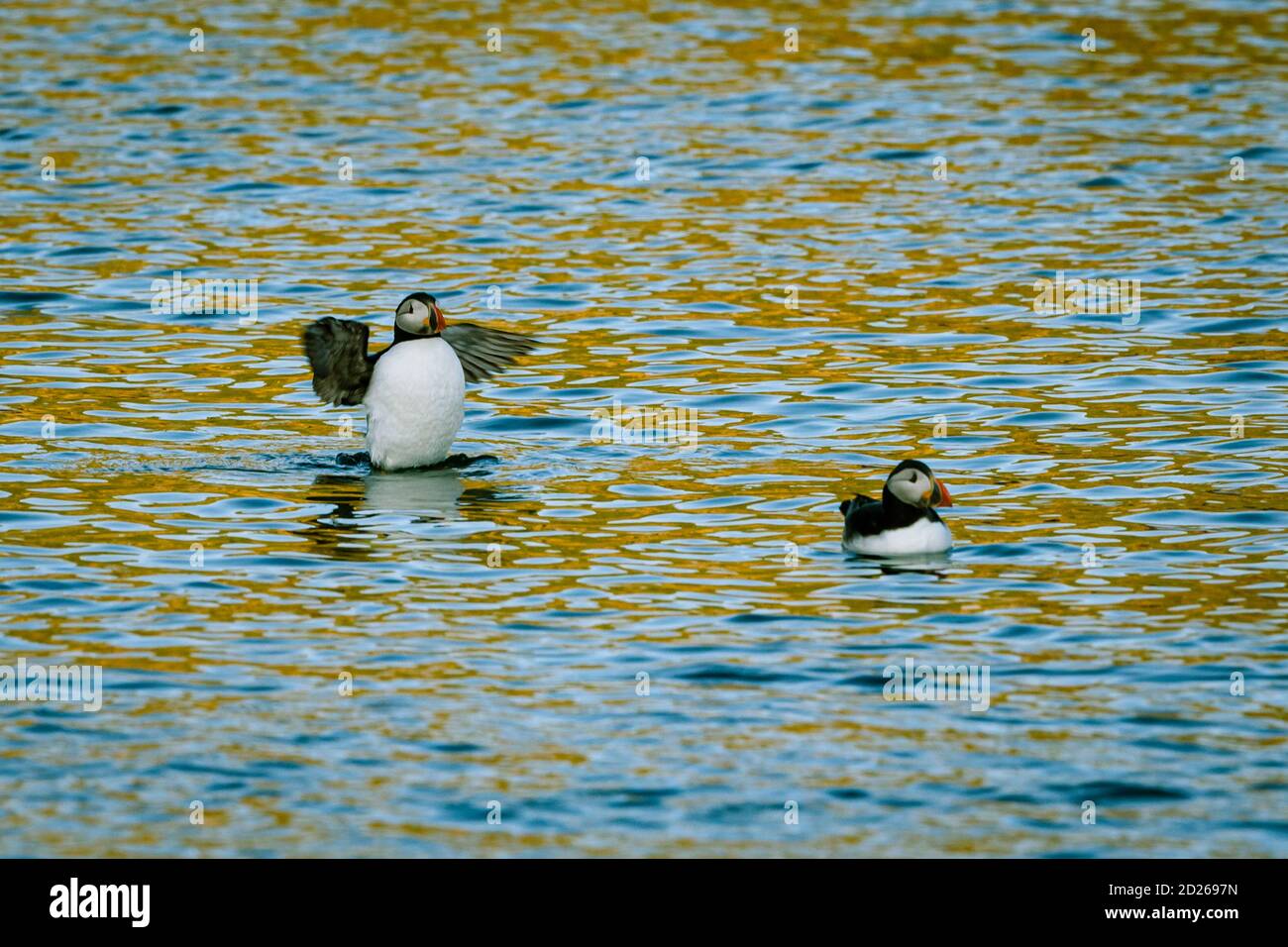 Puffins de l'île Skomer en mer et en interaction avec leurs copains sur l'île Skomer, Pembrokeshire, la plus grande colonie de macareux du sud du Royaume-Uni. Banque D'Images