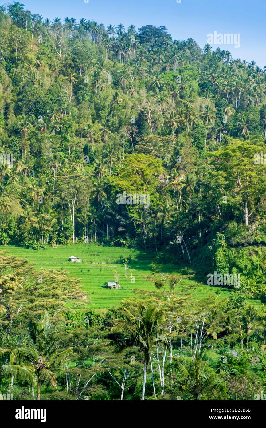 Indonésie, Bali, quartier des Sidemen, rizières en terrasses Banque D'Images