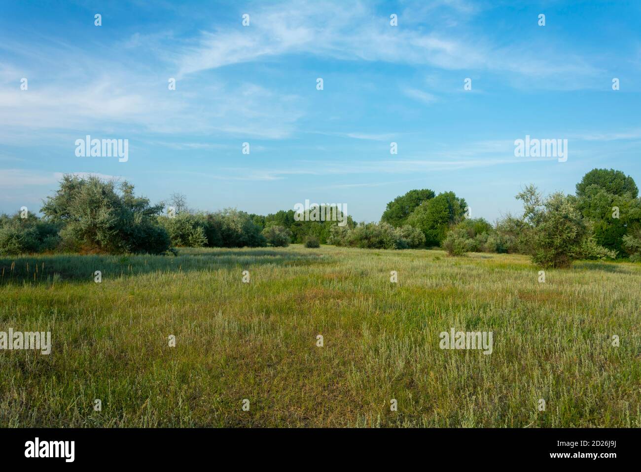 Paysage d'été. Forêt verte, grande prairie avec herbe en premier plan. Ciel bleu vif en été au-dessus de la forêt. Ambiance d'été, espace de copie. Banque D'Images