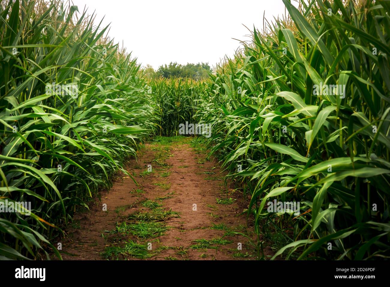 chemin menant à un labyrinthe de maïs avec de grands épis sur le côté éther de la piste, tiré pour l'espace de copie Banque D'Images