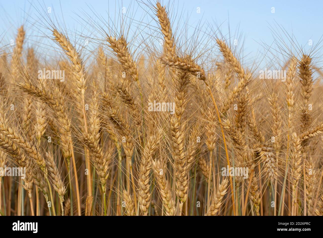 Maturation des épis d'orge dans le champ. Banque D'Images