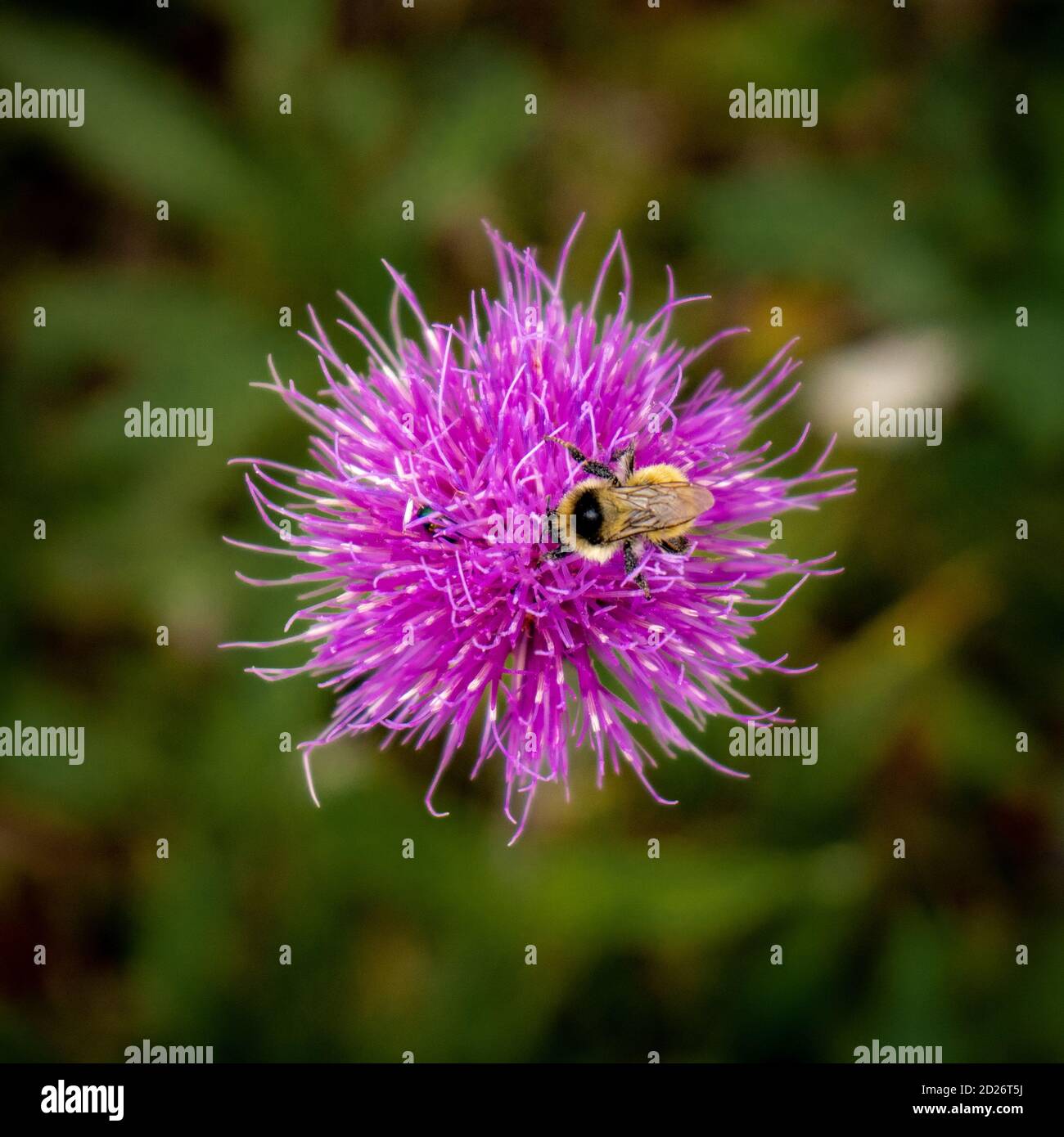 Une abeille cherche le nectar sur une fleur pourpre Banque D'Images