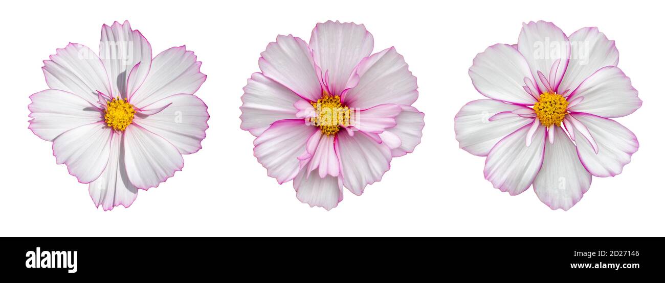 Fleur de COSMOS entièrement isolée sur fond blanc. Fleur de cosmos blanc rose délicat, élément de conception isolé Banque D'Images