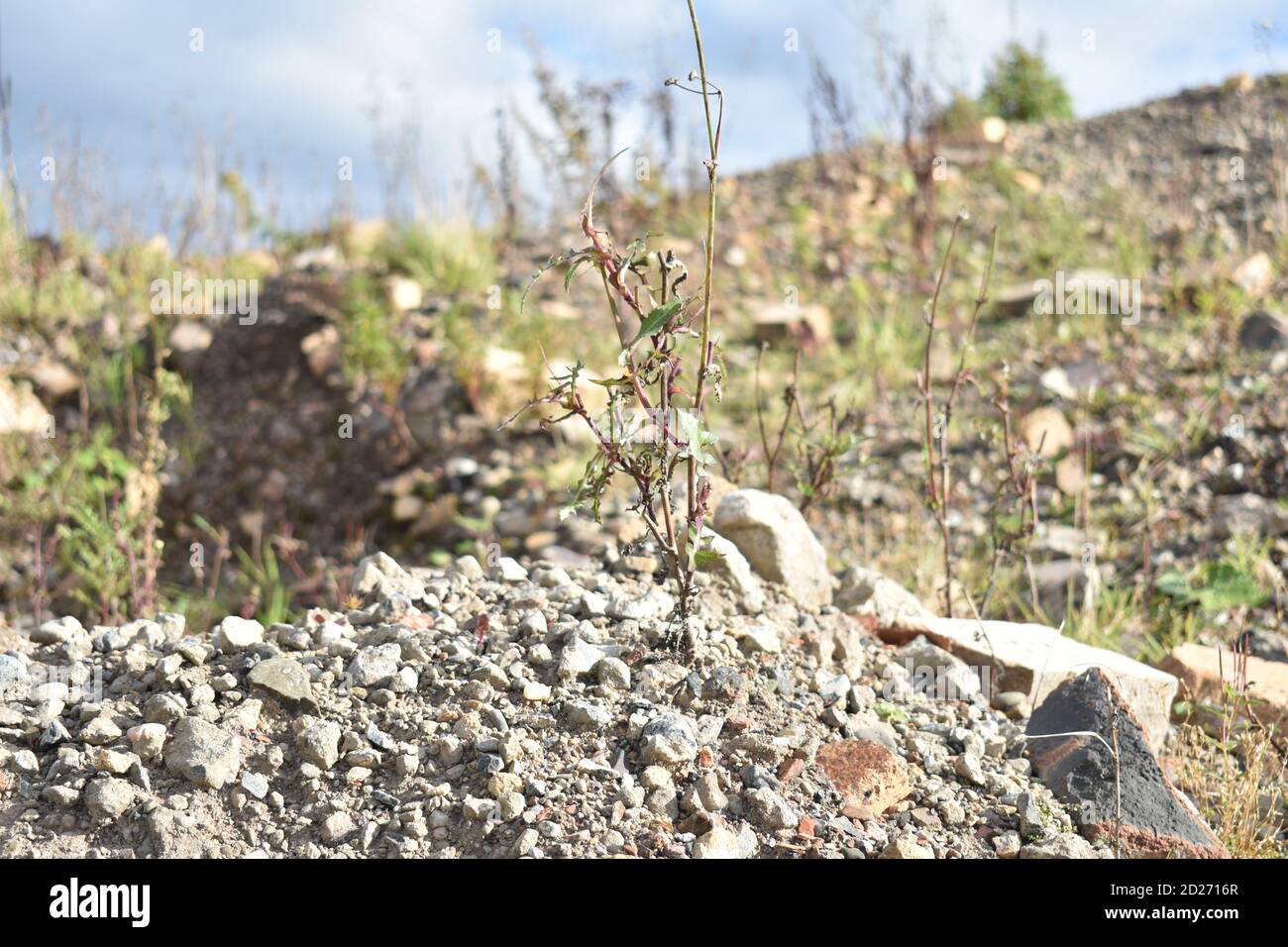 Les mauvaises herbes végétales poussent à partir de gravats de pierre Banque D'Images