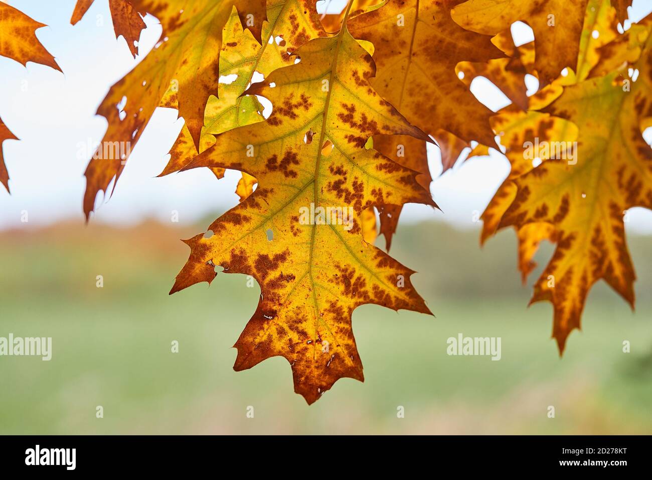 Les feuilles des arbres d'automne Banque D'Images