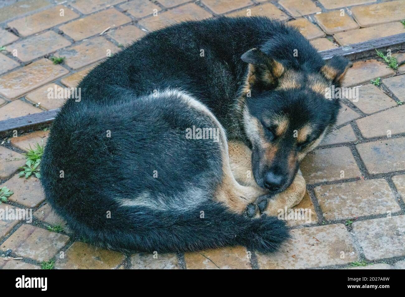 Un chien noir et brun errant dort enroulé sur une dalle de pavage. Animaux de compagnie Banque D'Images