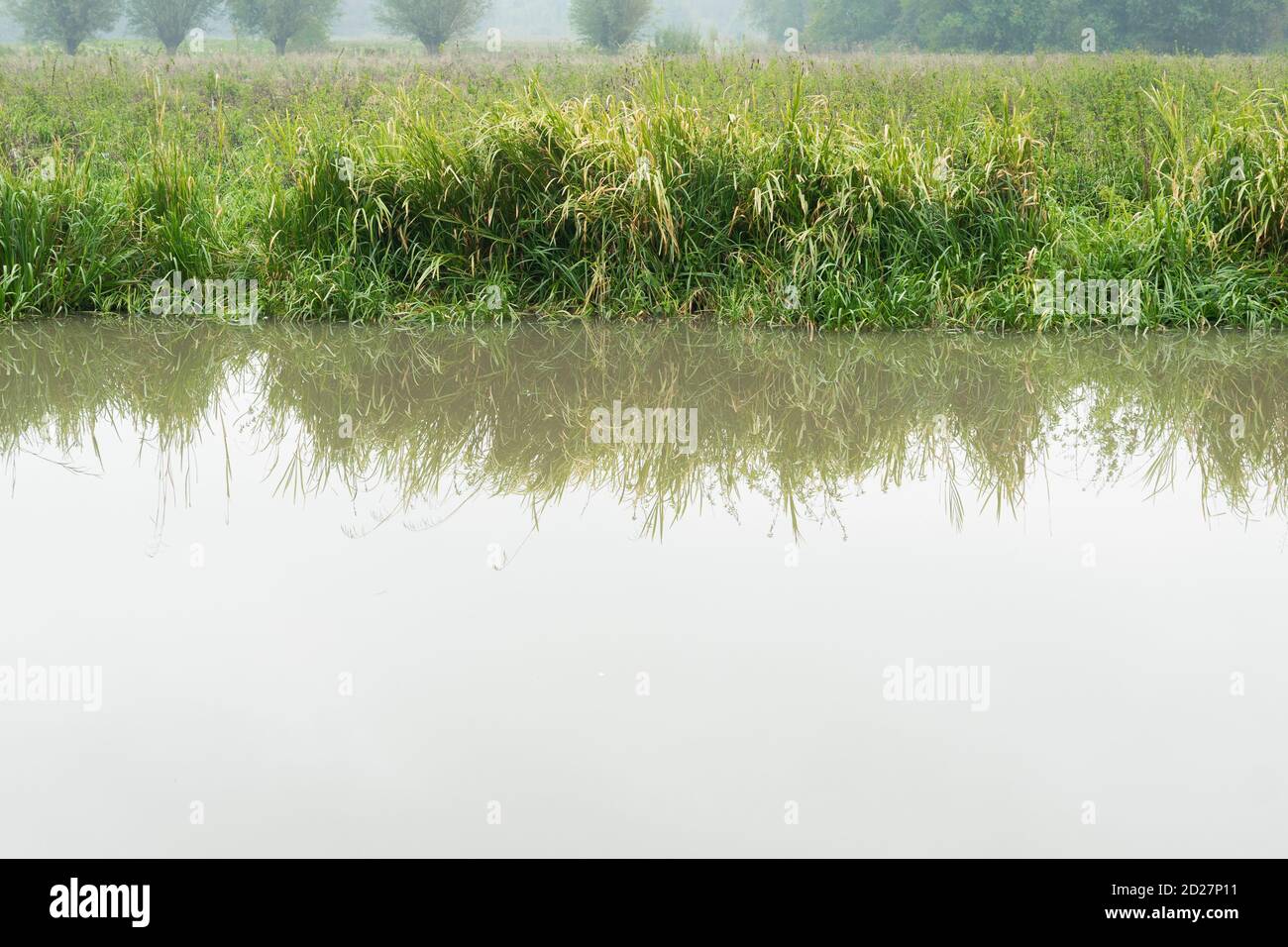 eau trouble au bord de la rivière avec de l'herbe verte luxuriante et longue roseau avec espace de copie Banque D'Images