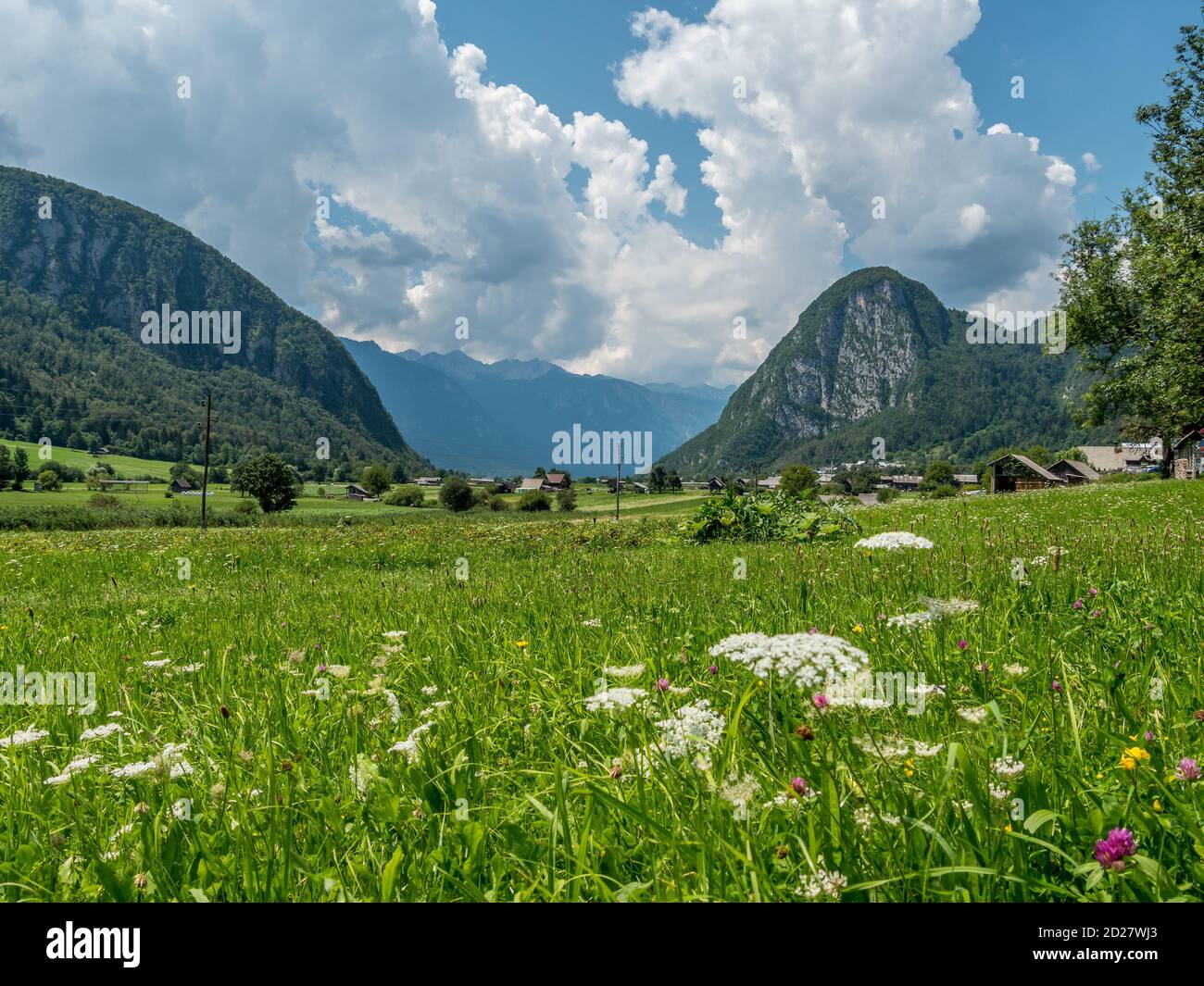 Paysage alpin avec prairie verte, fleurs et ciel nuageux autour des montagnes slovènes Banque D'Images