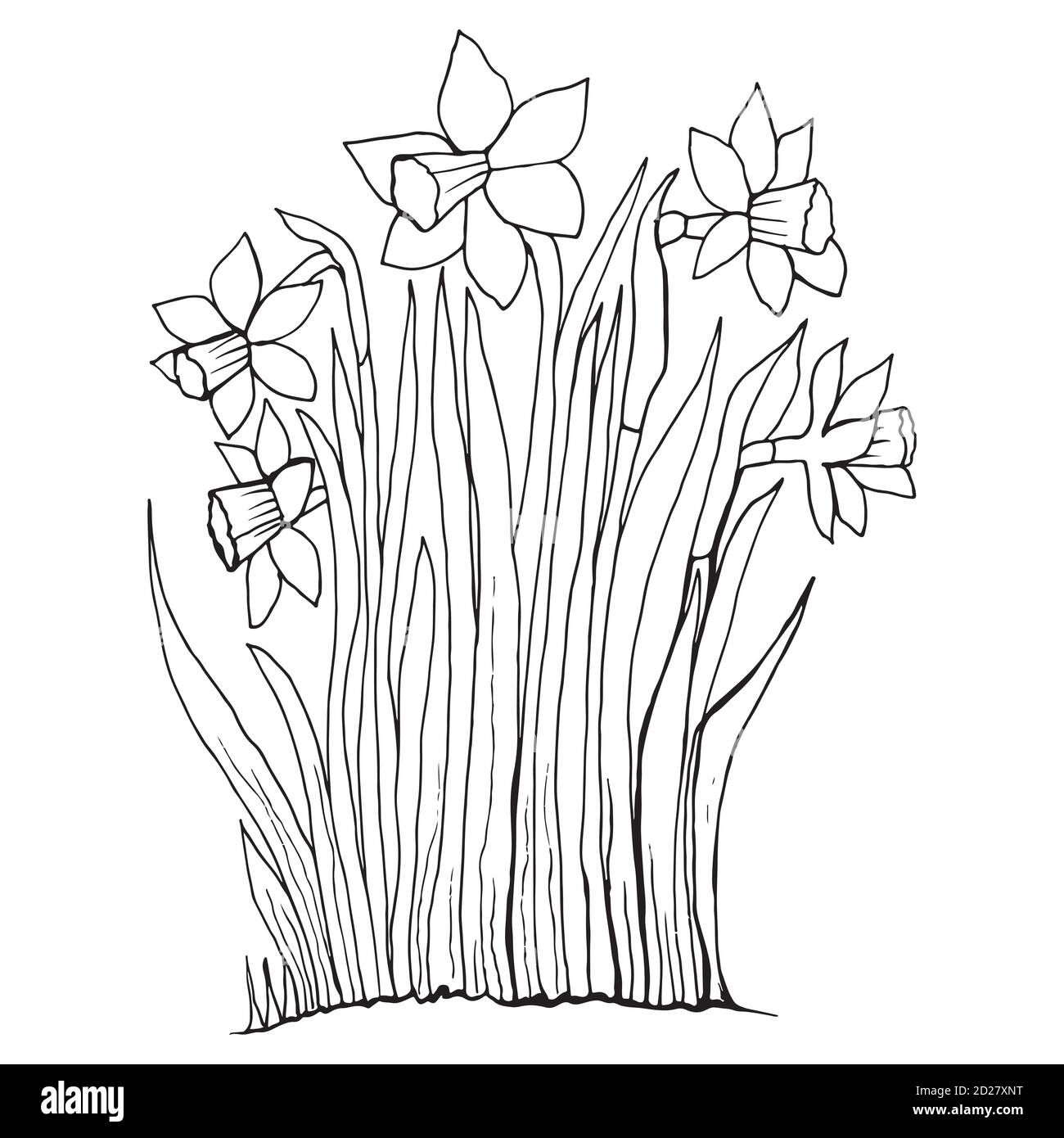 Coloriage de la collection de fleurs des narcisse. Illustration de Vecteur
