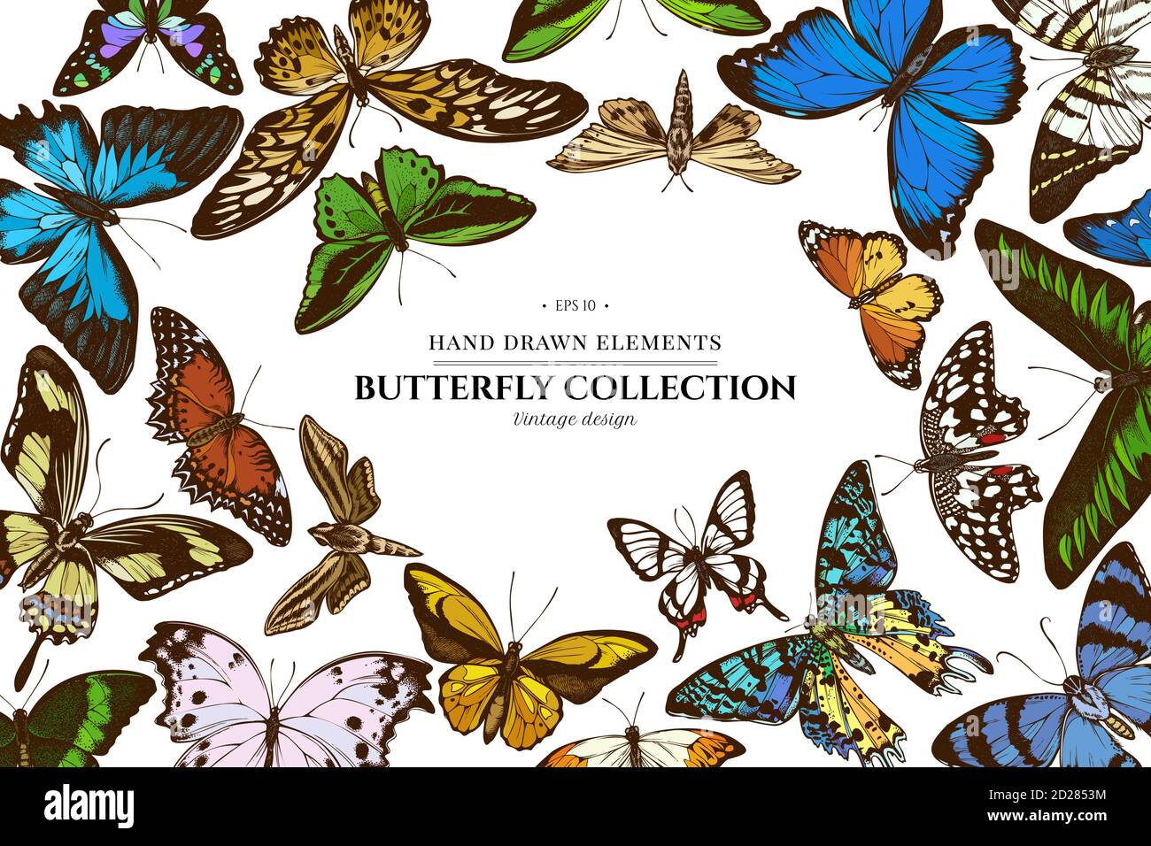 Éléments colorés avec une grande pointe orange, queue d'allowtail émeraude, tigre Uni, rajah brooke s Birdwing, papillio torquatus, papillon à queue d'allowtail Illustration de Vecteur