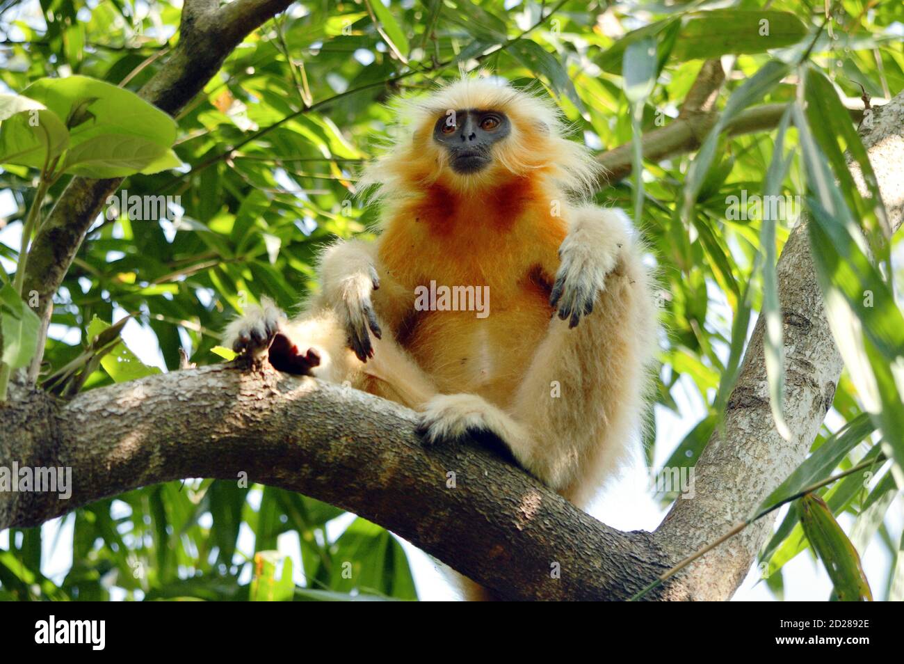 Golden Langur est assis sur UNE branche d'arbre Banque D'Images