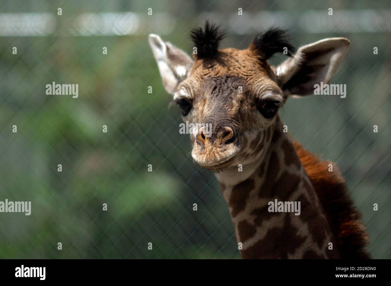 Un nouveau-né, et encore sans nom, girafe mâle regarde de son enceinte au Franklin Park Zoo à Boston, Massachusetts le 27 juillet 2009. Le père de la petite girafe, beau, a été diagnostiqué avec le syndrome de la girafe gaspillant incurable (GWS) en octobre 2003 et est maintenant de loin la plus longue girafe vivante au monde diagnostiquée avec le GWS. REUTERS/Brian Snyder (SOCIÉTÉ AMÉRICAINE DES ANIMAUX) Banque D'Images
