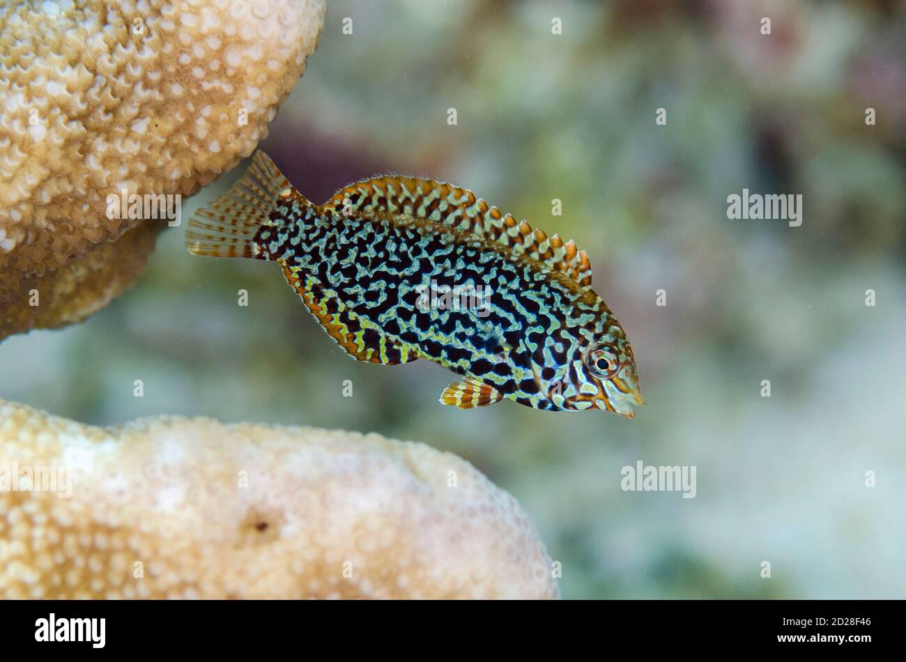 Wrasse ornée, Matropharyngodon ornatus, site de plongée Pulau Molana, près d'Ambon, Maluku, Indonésie, mer de Banda Banque D'Images