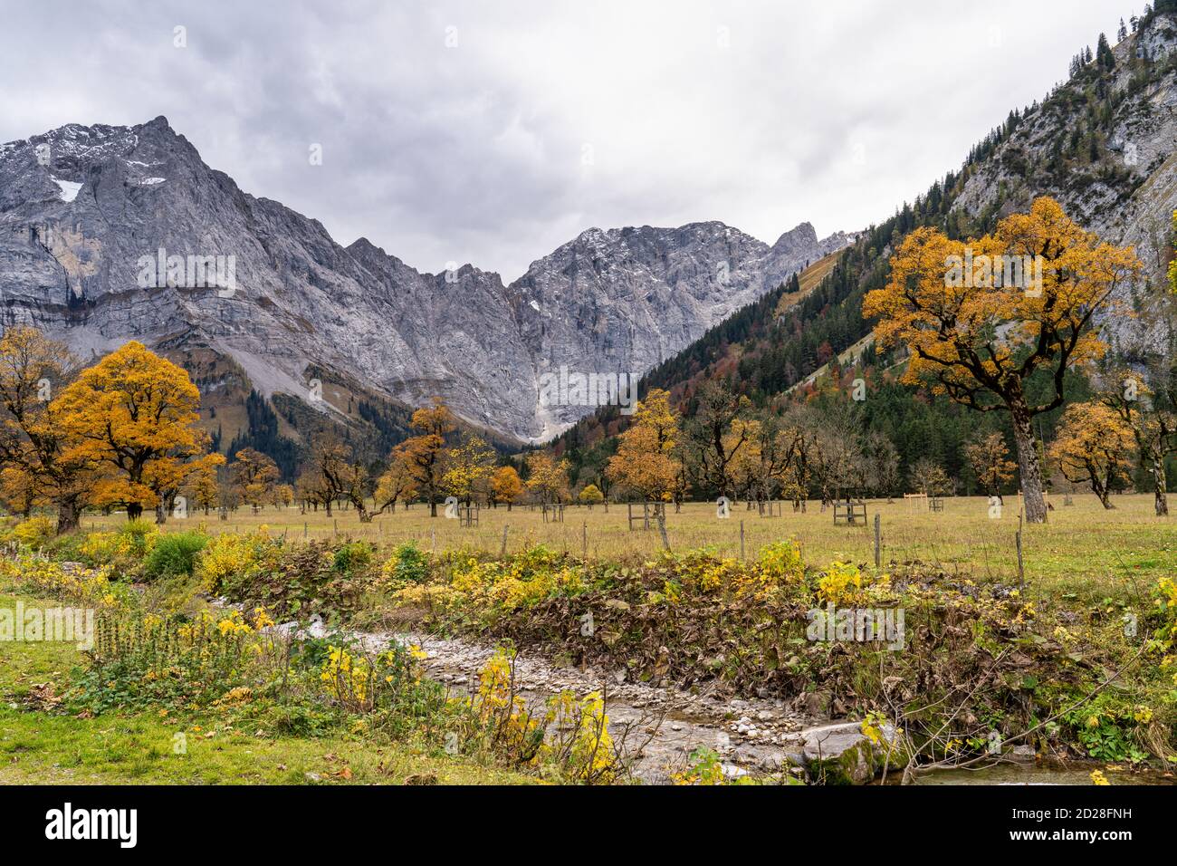 Vue d'automne des érables à Ahornboden, Karwendel, Tyrol, Autriche Banque D'Images