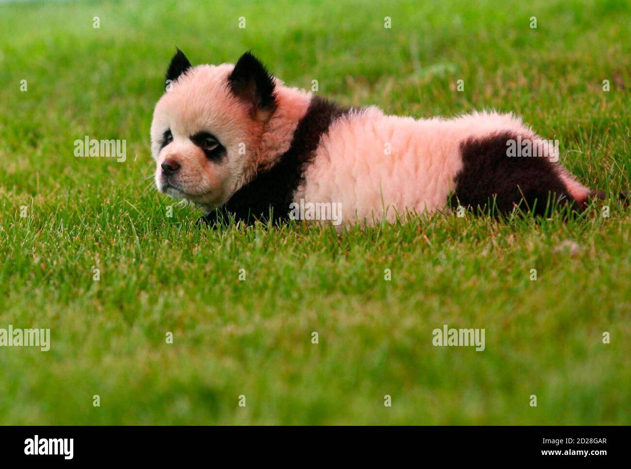 panda chow chows