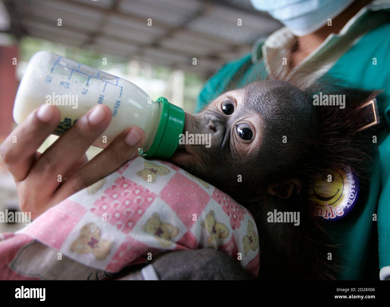 June A Three Month Old Female Orangutan Is Being Milk By Her Caretaker At Orang Utan Island In Bukit Merah Laketown Resort Perak 300 Kilometres 186 Miles North Of Malaysia S Capital Kuala Lumpur March