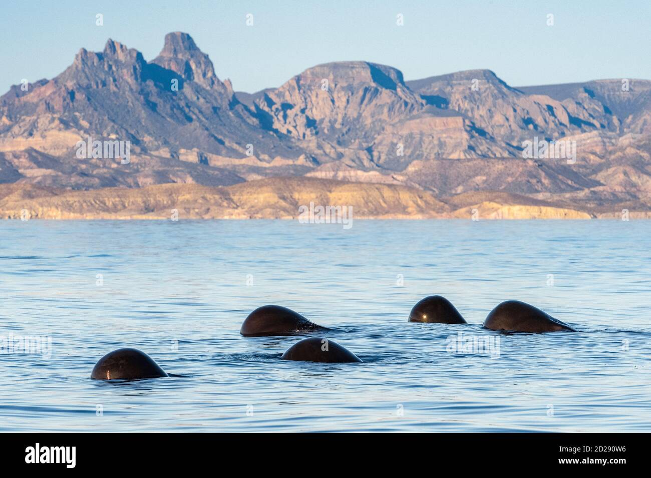 Rorquals pilotes à petites naines, Globicephala macrorhynchus, baleines pilotes à petites naines reposant à la surface, Baja California, Mexique, Golfe de Californie, Banque D'Images