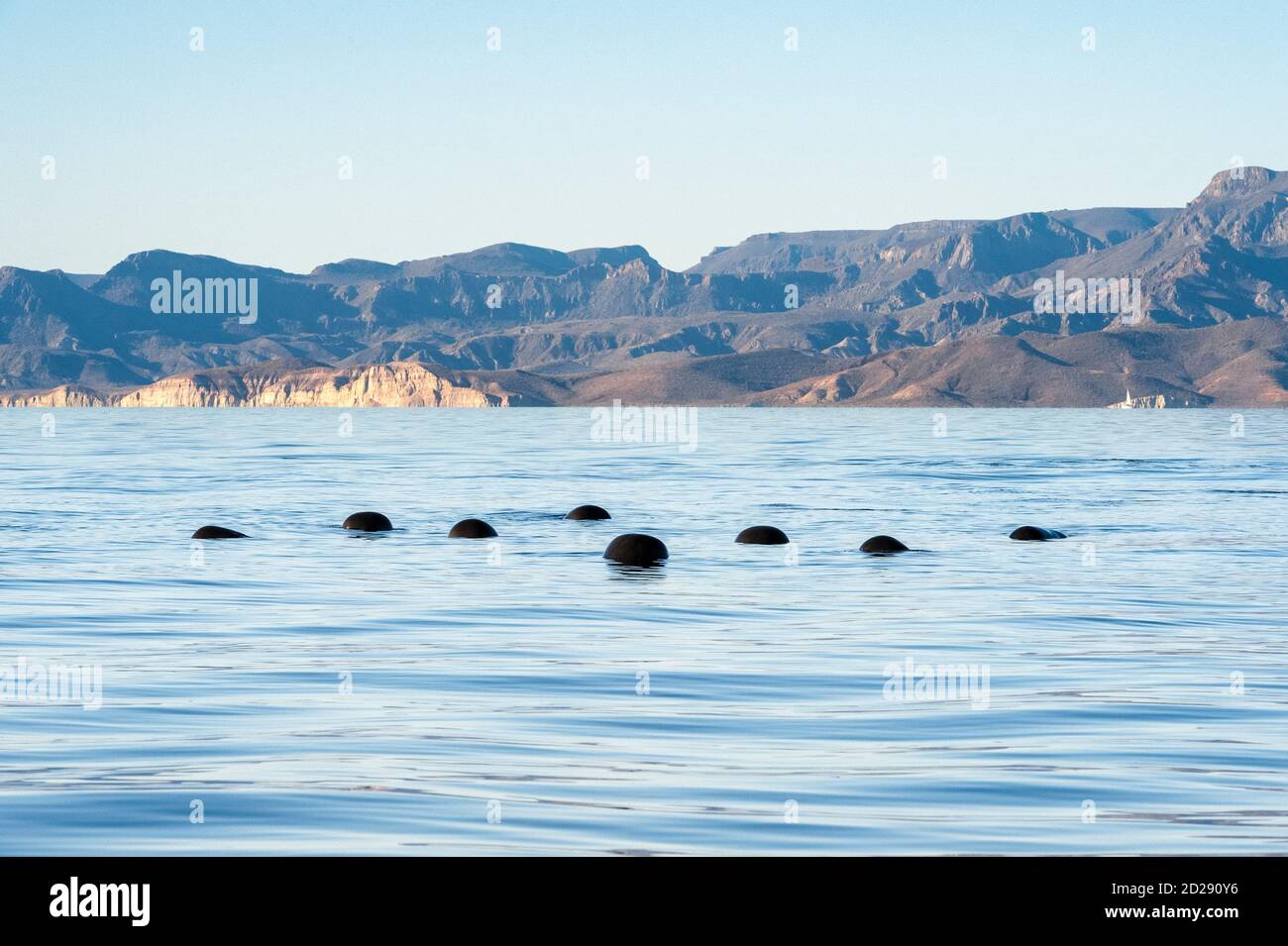 Rorquals pilotes à petites naines, Globicephala macrorhynchus, baleines pilotes à petites naines reposant à la surface, Baja California, Mexique, Golfe de Californie, Banque D'Images