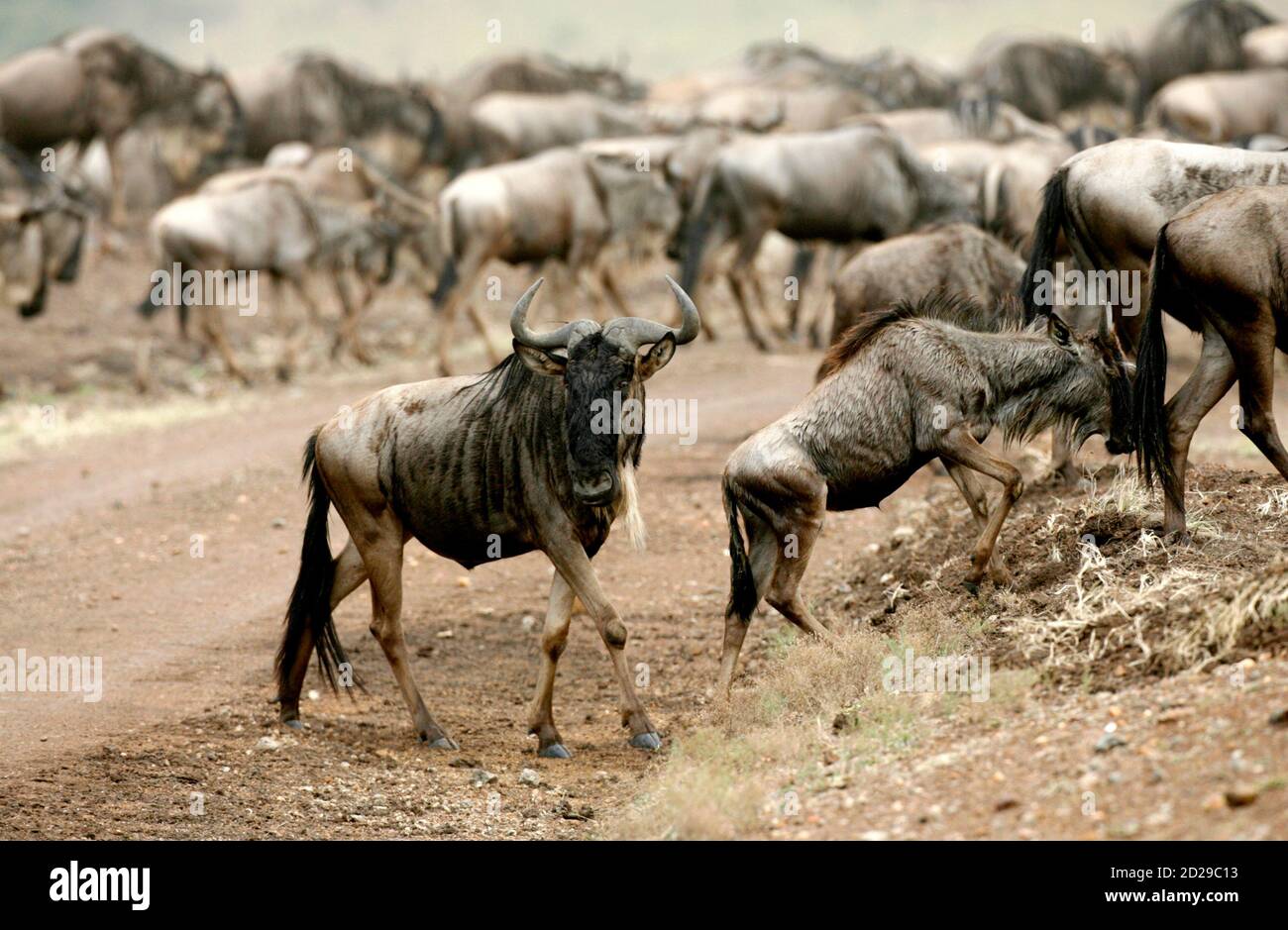 Wildebeests (connochaetes taurinus) prepare to cross the Mara river during  a migration in Masaai Mara game reserve, 270 km (165 miles) southwest of  capital Nairobi, July 28, 2009. The annual zebra and