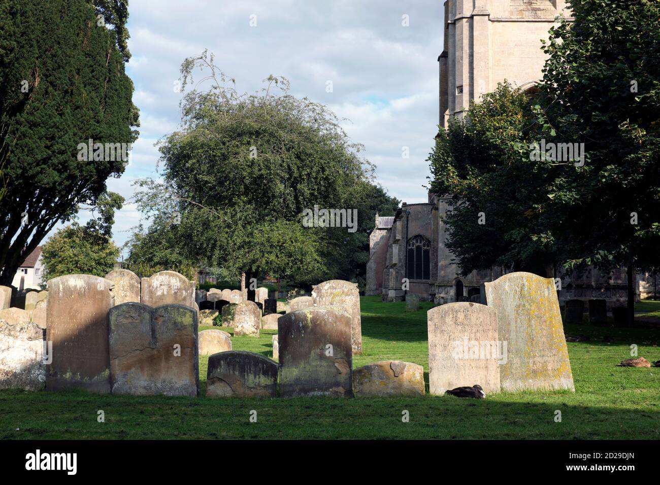 Un canard dort à côté d'une pierre tombale dans le cimetière de l'église Saint-Pierre et Saint-Paul, Swaffham, Norfolk, Angleterre, Royaume-Uni Banque D'Images