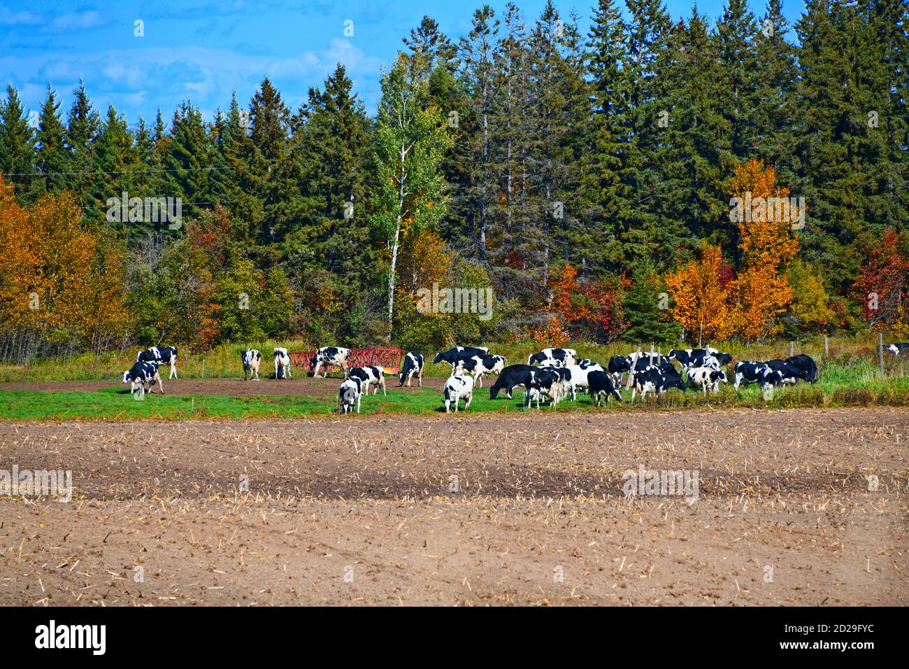 Les vaches de Jersey mangeant de l'herbe à côté d'un champ récolté avec un feuillage coloré et des feuilles persistantes derrière eux, dans Slate River Ontario. Banque D'Images