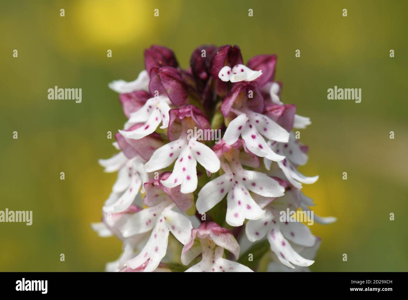 Neotinea ustulata 'Orchidée brûlée' trouvé sur d'anciennes prairies calcaires, court,.forme précoce,fleurs de mai à juin. Wiltshire, Royaume-Uni. Banque D'Images