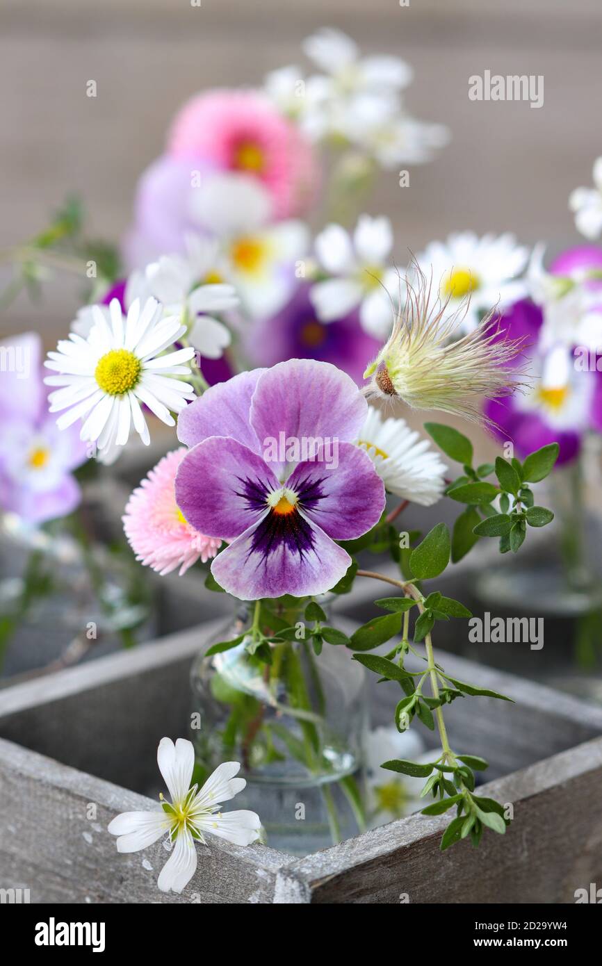 petit bouquet de fleurs de violons violets, de bellis perennis et de fleurs de marguerite en bouteille de verre Banque D'Images