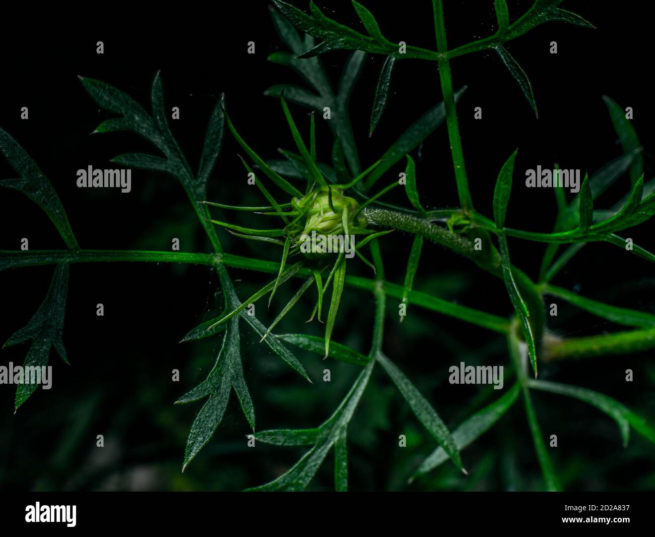 Bouton vert d'herbe sauvage Banque D'Images