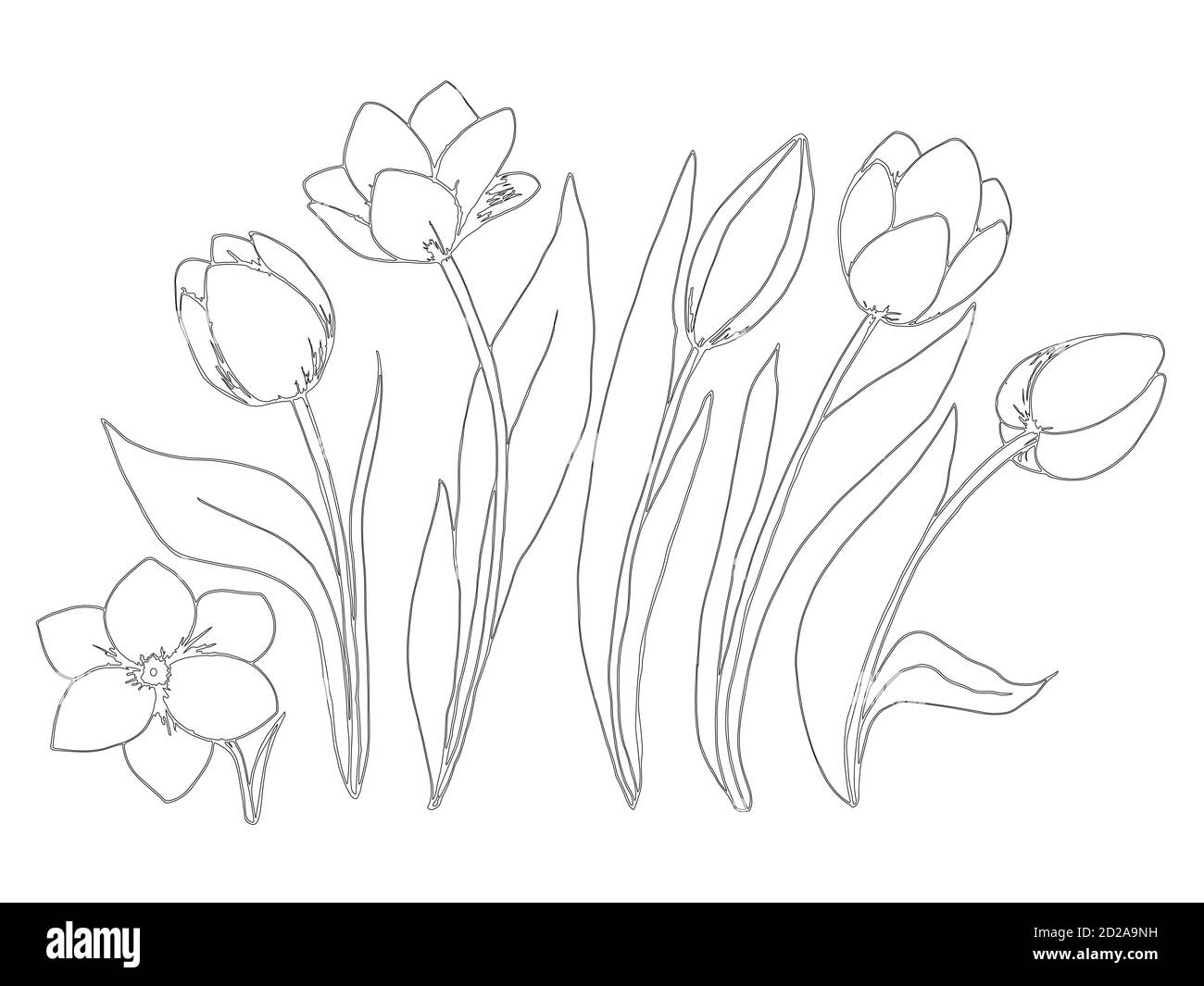 Coloriage de la collection de fleurs de la tulipe. Illustration de Vecteur