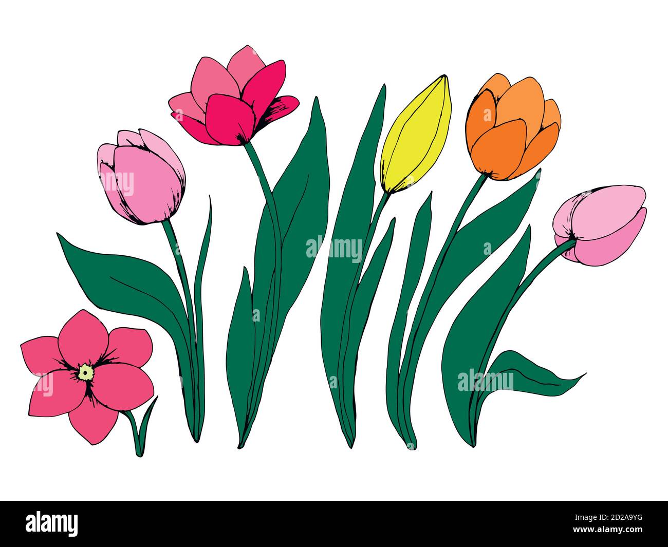 Collection de fleurs de la tulipe. Illustration de Vecteur