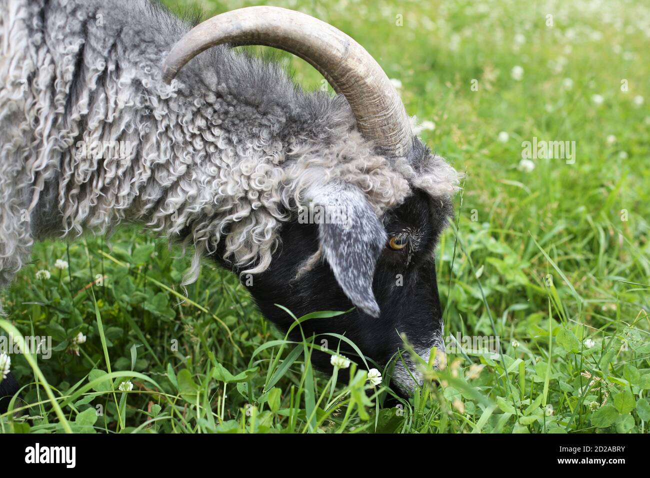 Une chèvre paître sur l'herbe verte et le trèfle. Banque D'Images