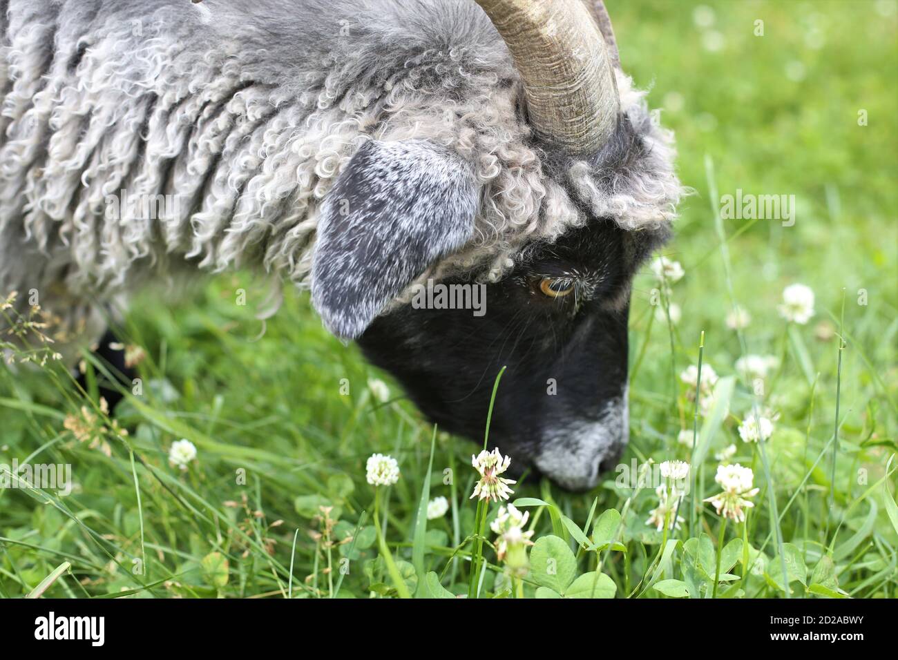 Une chèvre paître sur l'herbe verte et le trèfle. Banque D'Images