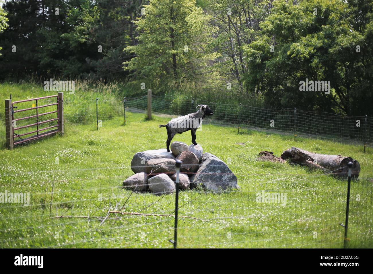 Une chèvre debout sur une pile de rochers au milieu d'un champ clos. Banque D'Images