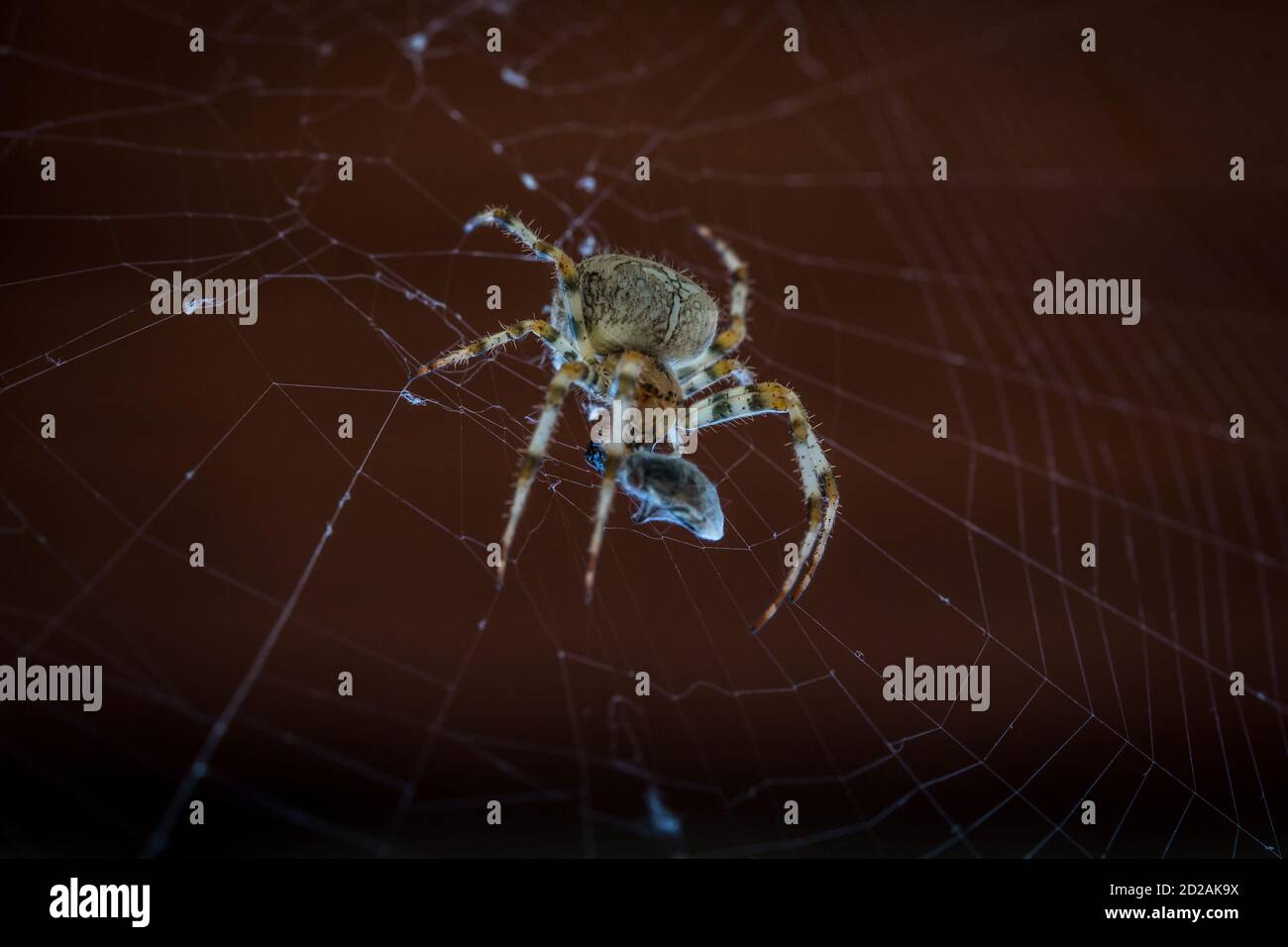 Araignée de jardin avec proie (Araneus diadematus) Banque D'Images