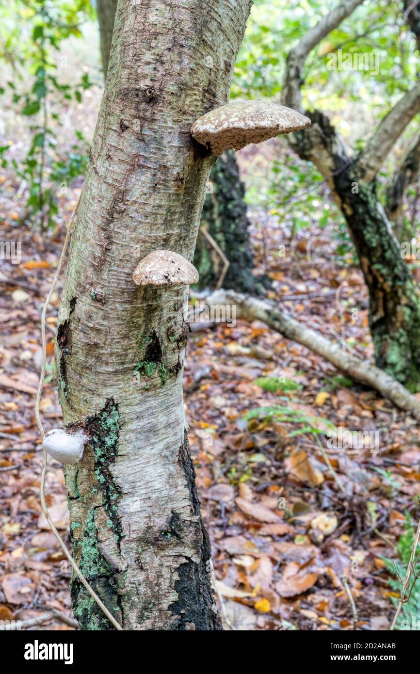 Champignon polypore de bouleau, Fomitopsis betulina, poussant sur un bouleau argenté, Betula pendula. Banque D'Images