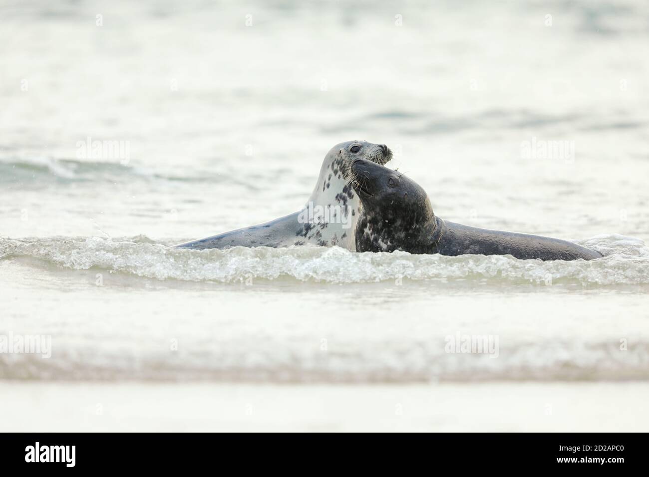 Phoque gris, Halichoerus grypus, portrait d'animaux jouant dans l'eau bleue, vague en arrière-plan, animal dans l'eau. Allemagne, Helgoland Banque D'Images