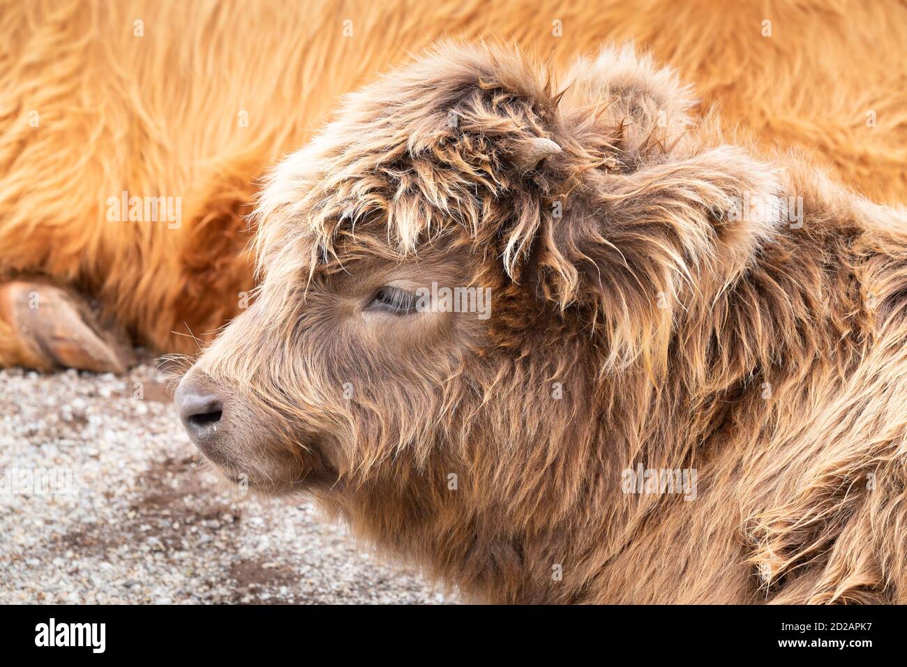 Deux vaches des Highlands à la ferme du patrimoine de l'île Churchill, Phillip Island, Victoria, Australie Banque D'Images