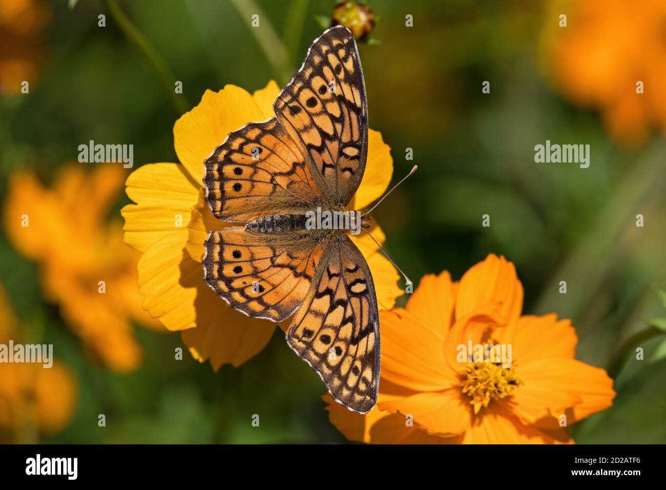 Euptoieta Claudia ou fritillaire variégé sur cosmos orange. C'est un  papillon nord-américain et sud-américain de la famille des Nymphalidae  Photo Stock - Alamy