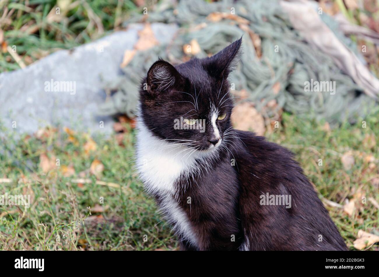 Chaton noir sans-abri sur le fond de l'herbe verte, regardant Banque D'Images