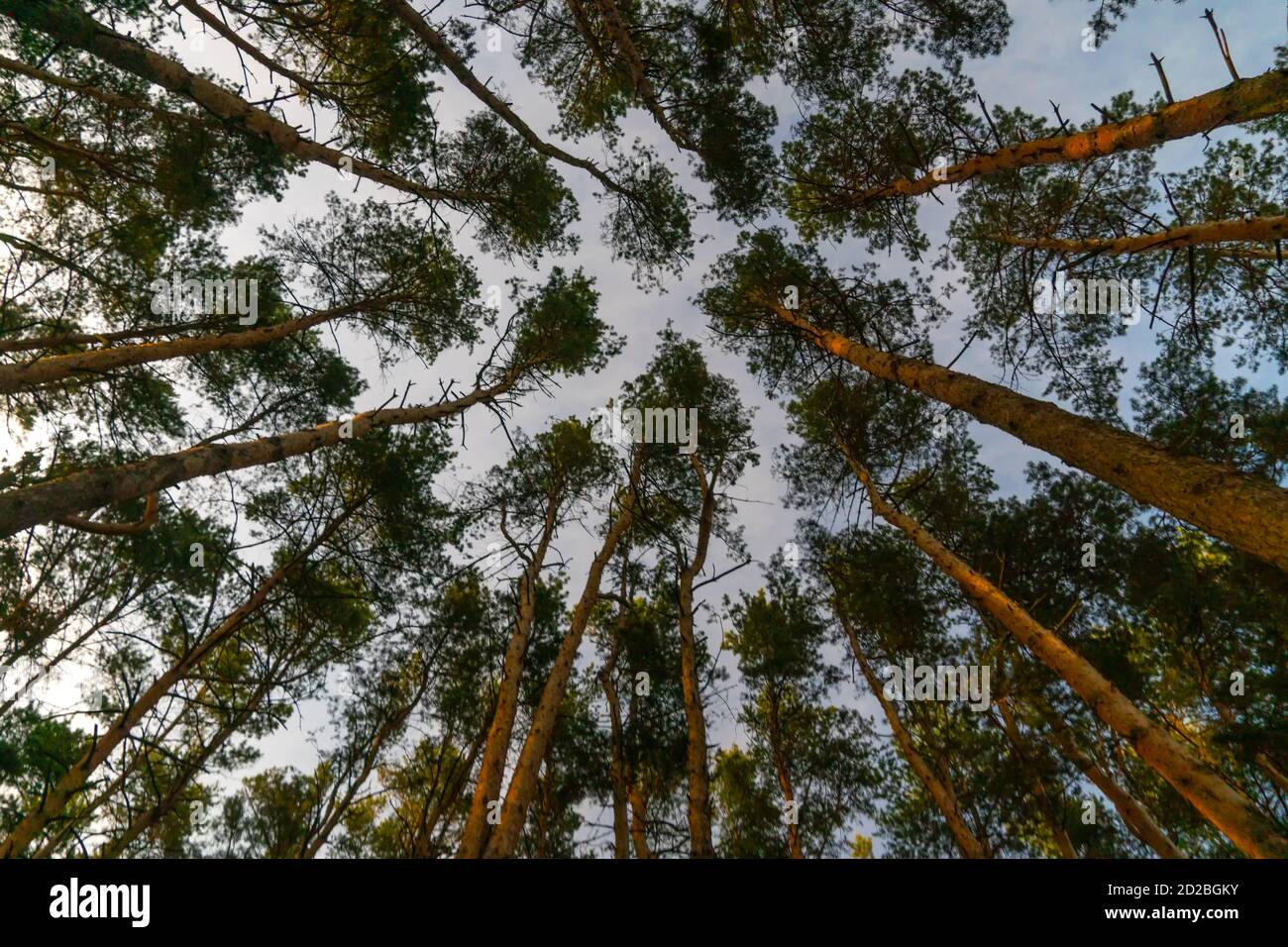 Vue de dessous de grands pins contre un ciel bleu, arrière-plan Banque D'Images
