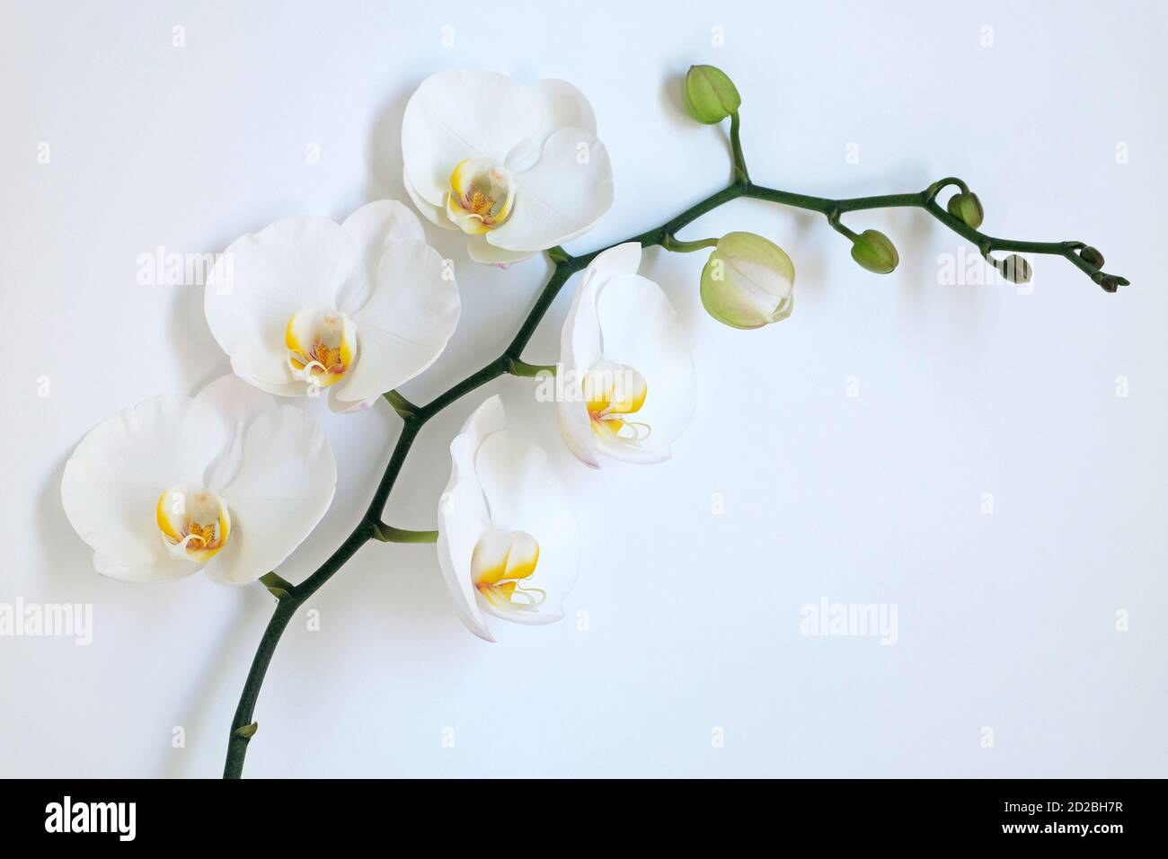 Tige d'orchidée de Phalenopsis avec de belles fleurs blanches sur un blanc arrière-plan Banque D'Images