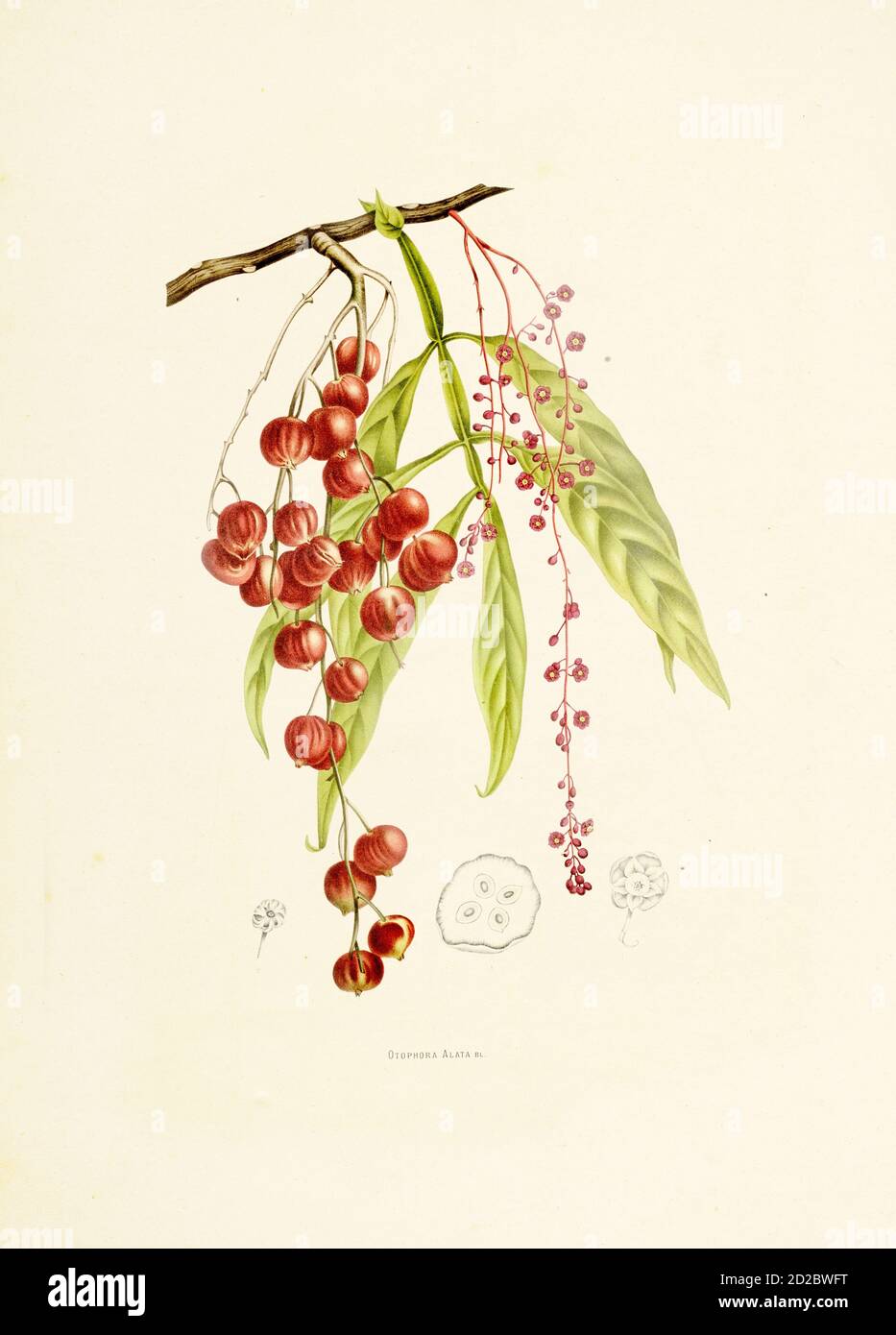 Gravure antique d'un otophora alata (également connu sous le nom de lepisanthes alata). Illustration de Berthe Hoola van Nooten du livre fleurs, fruits et Feui Banque D'Images