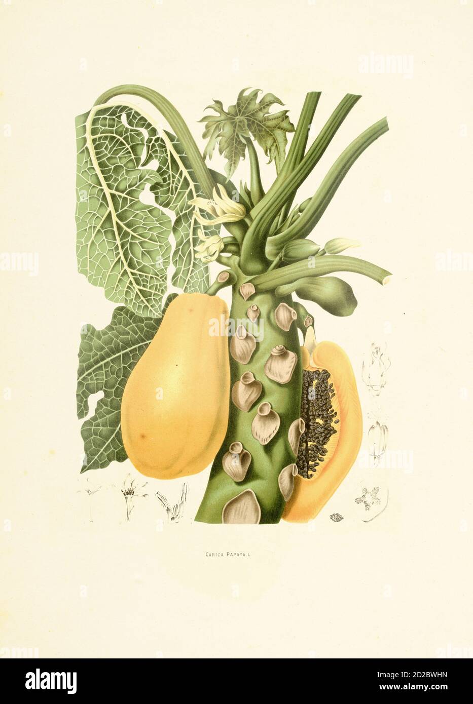illustration du xixe siècle d'une papaye de carica (également connue sous le nom de papaye, pawpaw ou papaw). Gravure de Berthe Hoola van Nooten du livre fleurs, fruit Banque D'Images